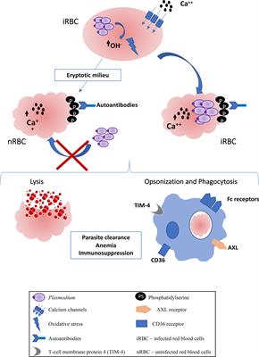 Eryptosis as a New Insight in Malaria Pathogenesis